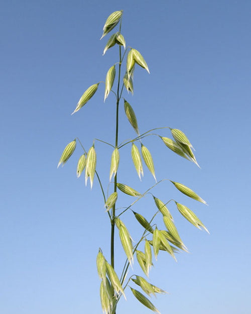 ingredient-avena-sativa