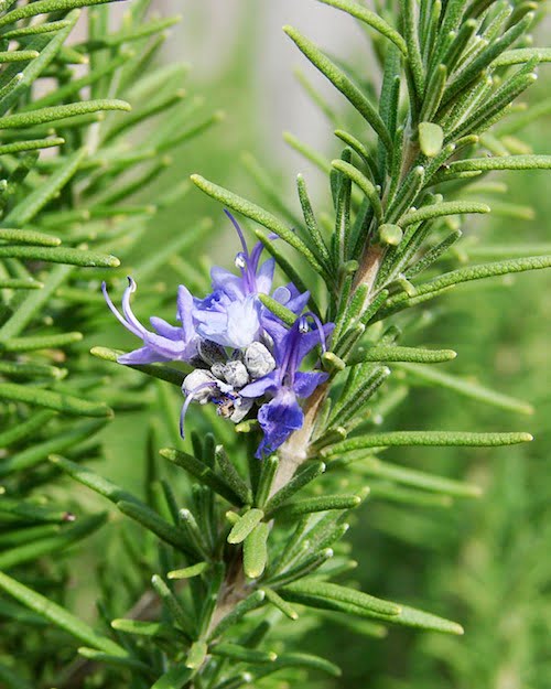 ingredient-rosemary