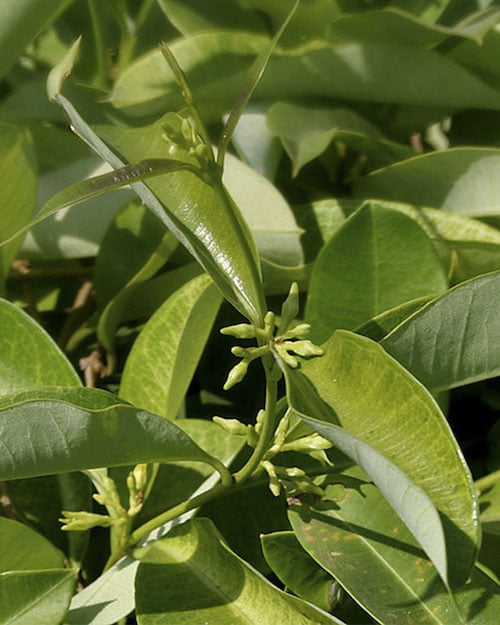 ingredient-sarsaparilla